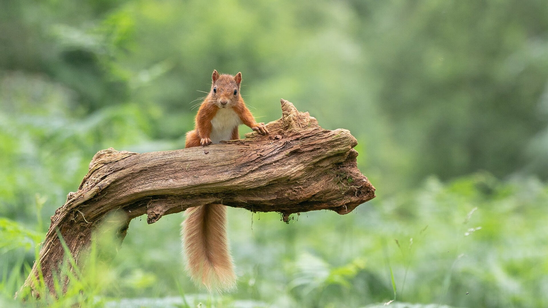 胡贝特·科斯男子200米个人混合泳决赛强势冲刺，男子200米混合泳英国选手